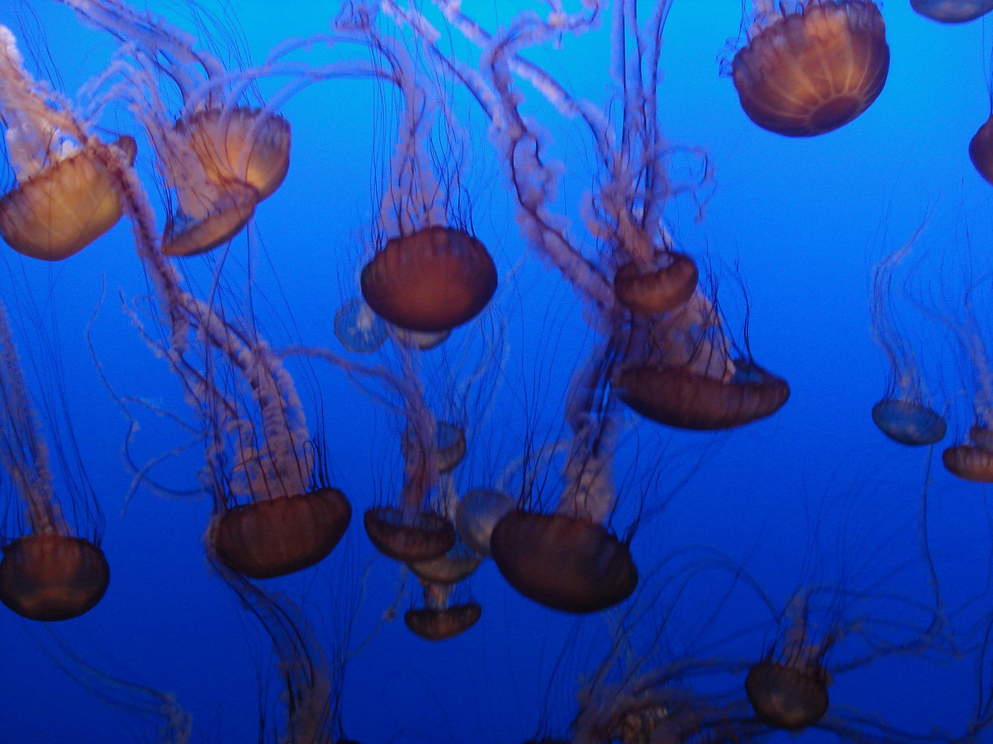 Group of Jellyfish. Photo by Melanie E Magdalena.