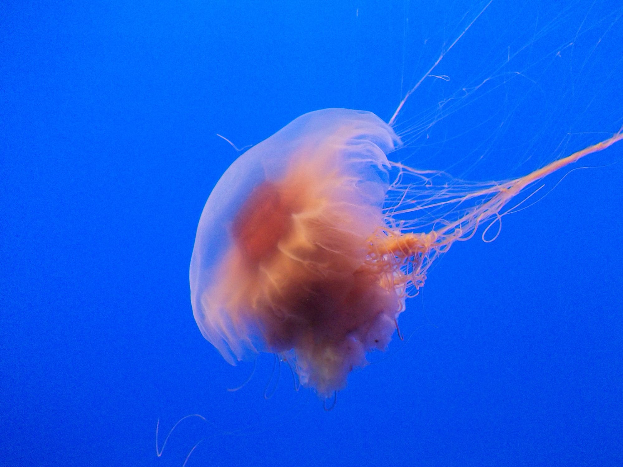 Jellyfish. Photo by Melanie E Magdalena.