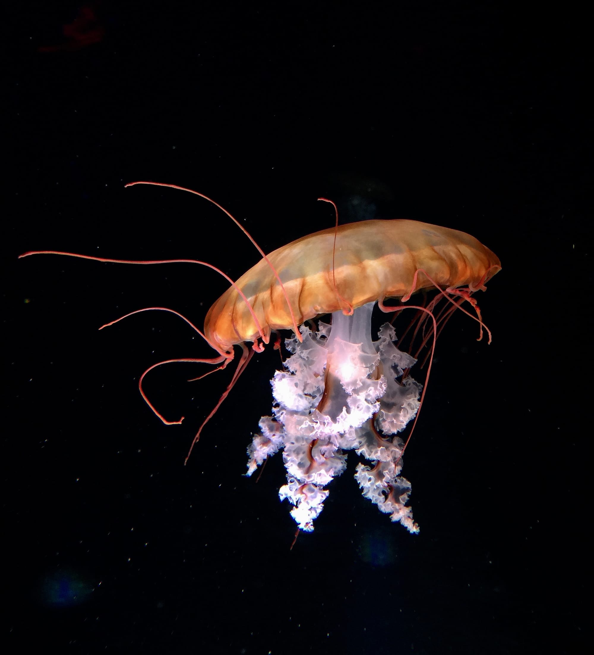 Jellyfish. Photo by Steele Grasza, Unsplash.